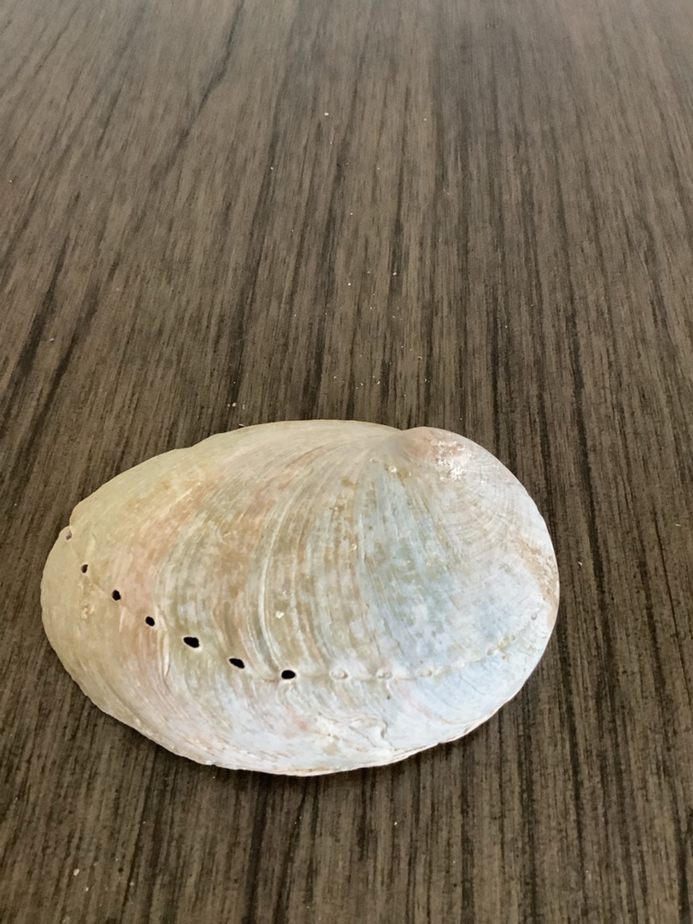 Abalone Haliotis Rufescens Shell 4.5" Long - Picture 5 of 13